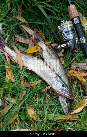Süßwasser Hecht Fische kennen als Esox lucius und Angelrute mit Haspel liegend auf grünem Gras mit gelben Blätter im Herbst. Angeln Konzept, Stockfoto