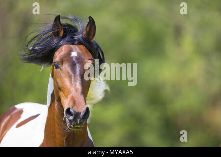 Paso Fino. Portrait von skewbald Hengst. Deutschland Stockfoto