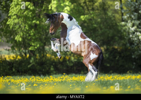 Paso Fino. Skewbald Hengst Aufzucht auf einer Wiese. Deutschland Stockfoto