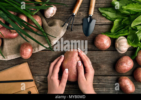 Große Kartoffel in weibliche Hände, Ansicht von oben auf einem hölzernen Hintergrund mit Garten Werkzeuge, Grüns, Zwiebeln, Knoblauch und Kartoffeln Stockfoto