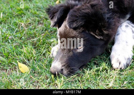 Welpe Hund wartet und chillte im Gras Stockfoto