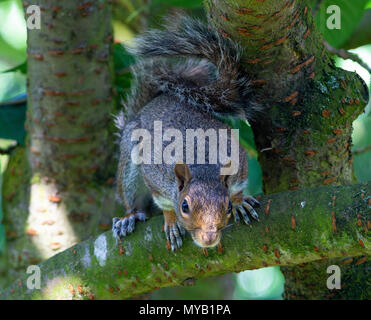 Ein östliches graues Eichhörnchen Hocken auf einem Zweig in einem blühenden Kirschbaum in einem Garten in Alsager Cheshire England Vereinigtes Königreich Großbritannien Stockfoto