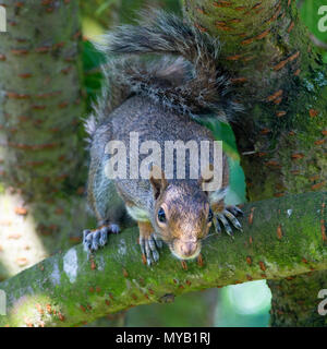 Ein östliches graues Eichhörnchen Hocken auf einem Zweig in einem blühenden Kirschbaum in einem Garten in Alsager Cheshire England Vereinigtes Königreich Großbritannien Stockfoto