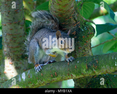 Ein östliches graues Eichhörnchen Hocken auf einem Zweig in einem blühenden Kirschbaum in einem Garten in Alsager Cheshire England Vereinigtes Königreich Großbritannien Stockfoto