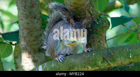 Ein östliches graues Eichhörnchen Hocken auf einem Zweig in einem blühenden Kirschbaum in einem Garten in Alsager Cheshire England Vereinigtes Königreich Großbritannien Stockfoto