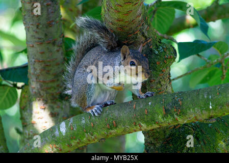 Ein östliches graues Eichhörnchen Hocken auf einem Zweig in einem blühenden Kirschbaum in einem Garten in Alsager Cheshire England Vereinigtes Königreich Großbritannien Stockfoto