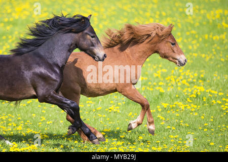 Deutsches Reitpony. Chestnut Mare und Bucht juvenile Hengst Galopp auf einer Weide. Deutschland Stockfoto