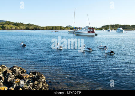 Pelikane und Boote auf Myall Lake in Australien. Stockfoto