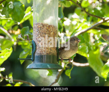 Ein Jugendlicher Haussperling Hocken auf einem Bird Feeder Essen Samen in einem Garten in Alsager Cheshire England Vereinigtes Königreich Großbritannien Stockfoto