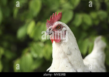 Inländische Huhn, Rasse: Marans Huhn. Porträt. Deutschland Stockfoto