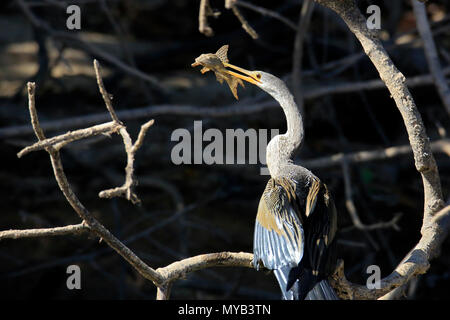 Anhinga (aka Snakebird, American Darter) mit Beute, mit seinem Schnabel Durchbohrt ein Wels. Pantanal, Brasilien Stockfoto