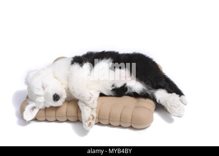 Old English Sheepdog. Welpen auf ein Cookie-förmiges Kissen. Studio Bild Stockfoto