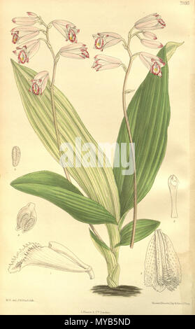 . Abbildung: Bletilla foliosa (syn. Arethusa sinensis). 1904. M. S. del. (= Matilda Smith, 1854-1926), J. N. Fitch lith. (= John Nugent Fitch, 1840 - 1927) Beschreibung von William Botting Hemsley (1843 - 1924) 77 Bletilla foliosa (als Arethusa sinensis) - Werk - Curtis' 130 (Ser. 3 Nr. 60) pl. 7935 (1904) Stockfoto