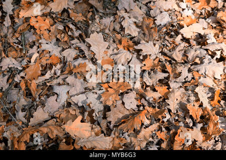 Auf dem Boden unter dem Gras liegen helle gelbe und orange Herbst eiche Blätter von den Bäumen fielen. Stockfoto