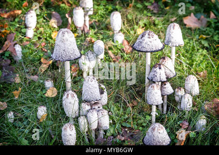 Auf der Waldlichtung unter wächst das Gras viele ungenießbare giftige haubentaucher von weißer Farbe. Stockfoto