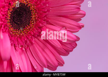 Lila gerbera Blume mit Wassertropfen Nahaufnahme Stockfoto
