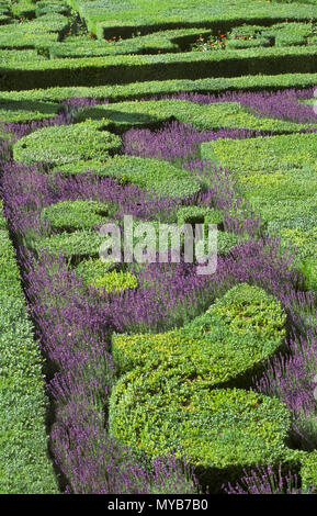 Château de Villandry, Musik Garten Detail mit Lavendel, parterre Design, Centre, Frankreich Stockfoto