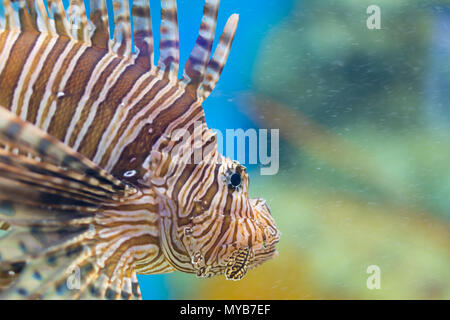 Einsame Löwe Fische schwimmen im Aquarium in Chonburi, Thailand Stockfoto