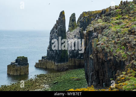 Sea Stacks mit nistenden Vögel am Pilgrim's Haven auf der Insel kann National Nature Reserve, Erhabene, Schottland, Großbritannien Stockfoto