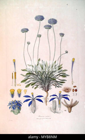 . Dies ist ein Scan der Platte 10 von Ferdinand Bauer Illustrationes Florae Novae Hollandiae. Die Anlage ist Brunonia Australis, dann bekannt als Brunonia sericea. Anfang des 19. Jahrhunderts. Ferdinand Bauer (1760 - 1826) 88 Brunonia sericea (Illustrationes Florae Novae Hollandiae Platte 10) Stockfoto