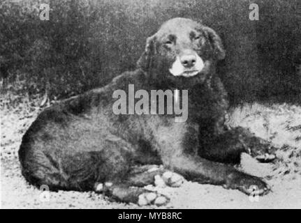 . Buccleuch Avon (b. 1885), als der Urahn aller modernen Labrador Retriever. Datum unbekannt 1890 - 1895. Siehe oben/unten 89 Buccleuch Avon (1885) Stockfoto