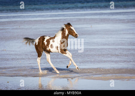 Pinto. Fohlen galoppieren im flachen Wasser. Ägypten. Stockfoto