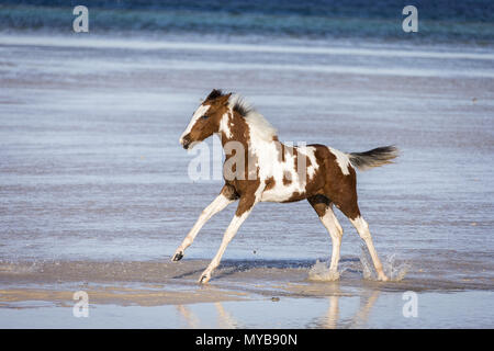 Pinto. Fohlen galoppieren im flachen Wasser. Ägypten. Stockfoto