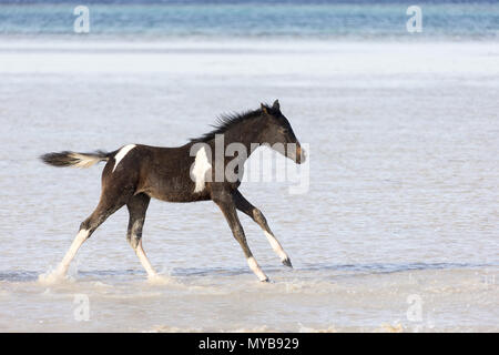 Pinto. Fohlen galoppieren im flachen Wasser. Ägypten. Stockfoto