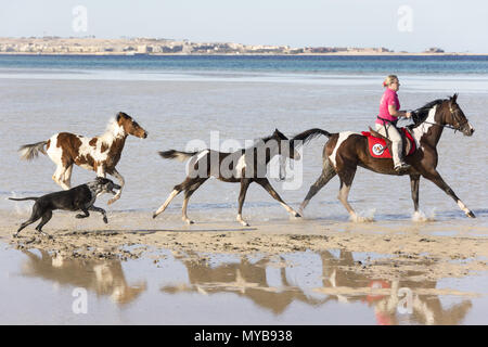 Pintabian. Mare, Paar von Fohlen und ein Hund im flachen Wasser galoppieren. Ägypten Stockfoto