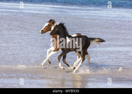 Pinto. Zwei Fohlen im flachen Wasser galoppieren. Ägypten. Stockfoto