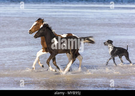 Pinto. Zwei Pinto galoppieren im flachen Wasser, gefolgt von einem Hund. Ägypten. Stockfoto