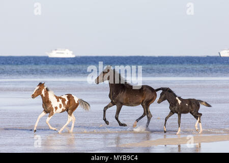 Barb Pferd. Bay Horse und Pinto Fohlen im flachen Wasser galoppieren. Ägypten. Stockfoto