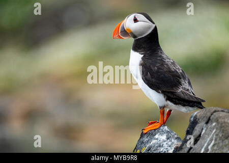 Papageitaucher auf Insel kann National Nature Reserve, Erhabene, Schottland, Großbritannien Stockfoto