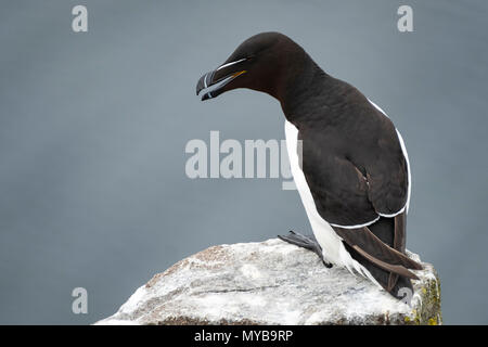 Tordalk auf Insel kann National Nature Reserve, Erhabene, Schottland, Großbritannien Stockfoto