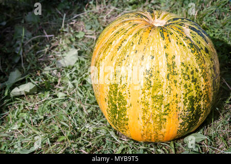 Ein grosses gelbes reife Kürbis auf dem Boden liegt auf dem Gras. Stockfoto