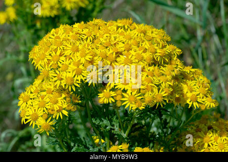 Common Ragwort (Cardamine pratensis), in der Nähe der breiten Blüte Kopf einer Anlage. Stockfoto