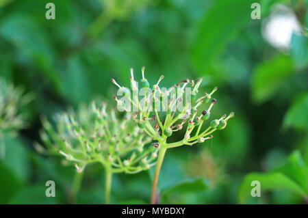 Verwelkte flowerhead von cornus Sanguinea, der gemeinsamen Hartriegel, mit grünen Früchten Stockfoto