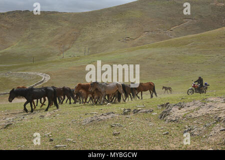 Kasachischen Nomaden Aufrunden seine Pferde, Keketuohai, Xinjiang, China Stockfoto