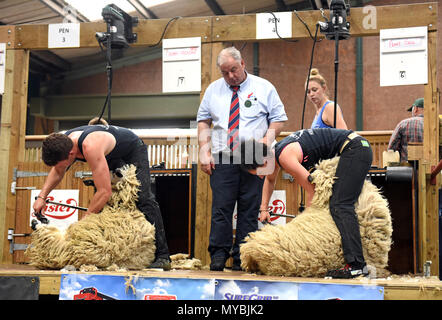 Schafscheren Wettbewerb Adam Stockdale & Penny Bell im Wettbewerb Stafford Show 2018 Stockfoto