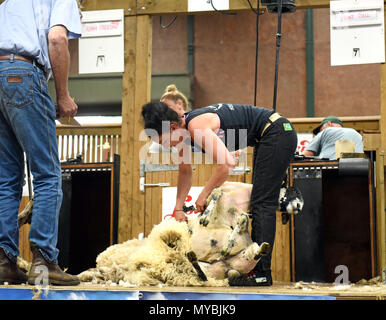 Weibliche Schafe, 57309 Penny Bell an der Stafford zeigen 2018 konkurrierenden Stockfoto