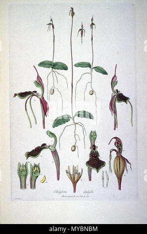 . Dies ist ein Scan der Platte 8 von Ferdinand Bauer Illustrationes Florae Novae Hollandiae. Die Anlage ist Chiloglottis diphylla. Anfang des 19. Jahrhunderts. Ferdinand Bauer (1760-1826) 109 Chiloglottis diphylla (Illustrationes Florae Novae Hollandiae Platte 8) Stockfoto
