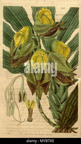 . Abbildung: catasetum Macrocarpum. 1834. W.J.H. (= William Jackson Hooker) Del., Swan sc. 101 Catasetum macrocarpum (als C. tridentatum) - Curtis' Vol. 61 pl. 3329 (1834) Stockfoto