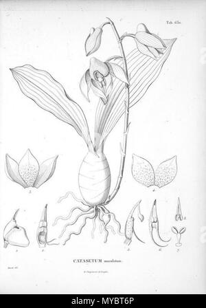 . Abbildung: catasetum Maculatum. 1825. Alexander von Humboldt (1769-1859), Aimé Bonpland (1773-1858) 101 Catasetum maculatum - Humboldt und Bonpland Nova Genera... Vol.7, Tab. 630 (1825) Stockfoto