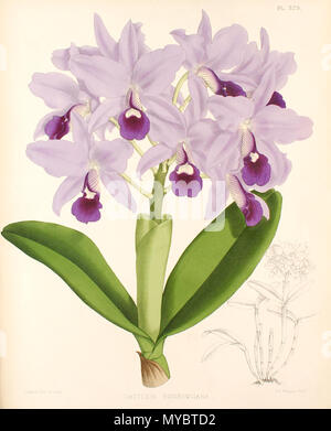 . Русский: Каттлея Боуринга. Vom 7. Juni 2012. WARNER, Robert; WILLIAMS, B.Sc. 102 Cattleya bowringiana 1. Stockfoto
