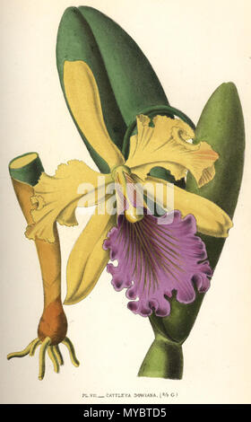 . Cattleya dowiana von: Emile De Puydt: Les Orchidées. Histoire iconographique. Organographie - Klassifizierung - Geographie - Sammlungen Commerce - emploi - Kultur avec une Revue beschreibenden des especes cultivées en Europe Paris, J. Rothschild, 1880. 1880. Emile De Puydt 102 Cattleya dowiana 1880 Stockfoto