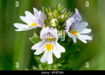 Augentrost (Euphrasia officinalis, vielleicht Euphrasia officinalis), auch als gemeinsame Augentrost bekannt, der eine Einzelblüte Kopf schließen. Stockfoto