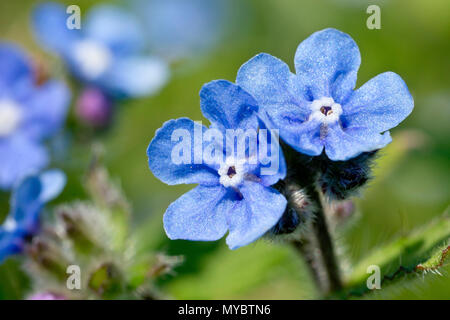 Grün (Alkanet pentaglottis sempervirens), in der Nähe von ein paar Blumen von vielen. Stockfoto