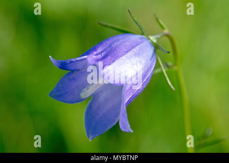 Harebell (Campanula rotundifolia), als Bluebell in Schottland bekannt, in der Nähe von einer einzigen Blume. Stockfoto