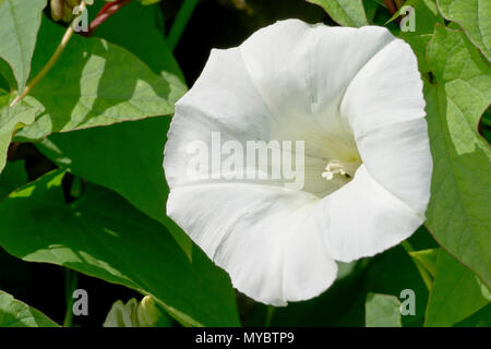 Große Bindweed (calystegia silvatica), in der Nähe von einer einzigen Blume. Stockfoto