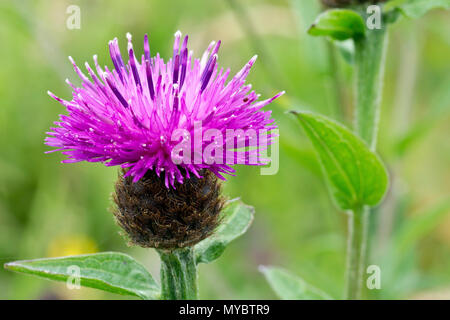 Weniger Flockenblume (centaurea nigra), auch als gemeinsame Flockenblume bekannt, in der Nähe eines einsamen Blume. Stockfoto